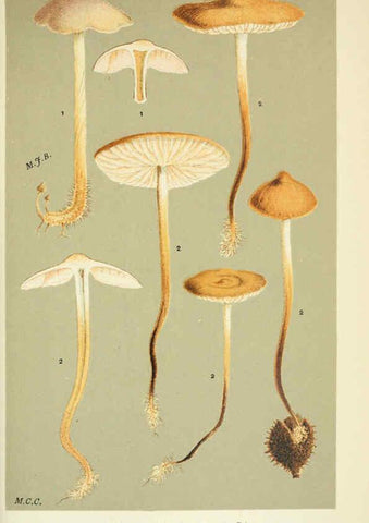 Reproducción/Reproduction 6055661893: Illustrations of British fungi (Hymenomycetes) London,Williams and Norgate,1881-91