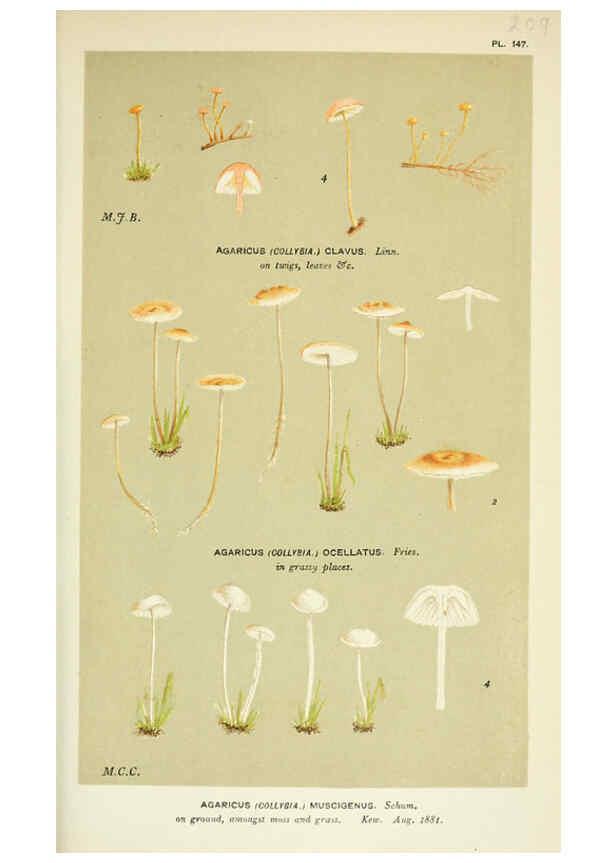 Reproducción/Reproduction 6055660201: Illustrations of British fungi (Hymenomycetes) London,Williams and Norgate,1881-91
