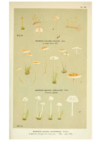 Reproducción/Reproduction 6055660201: Illustrations of British fungi (Hymenomycetes) London,Williams and Norgate,1881-91