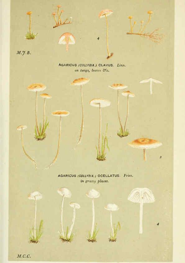 Reproducción/Reproduction 6055660201: Illustrations of British fungi (Hymenomycetes) London,Williams and Norgate,1881-91