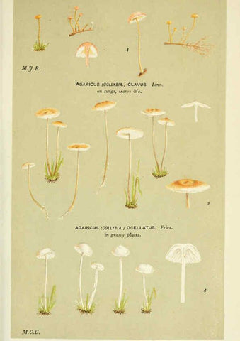 Reproducción/Reproduction 6055660201: Illustrations of British fungi (Hymenomycetes) London,Williams and Norgate,1881-91