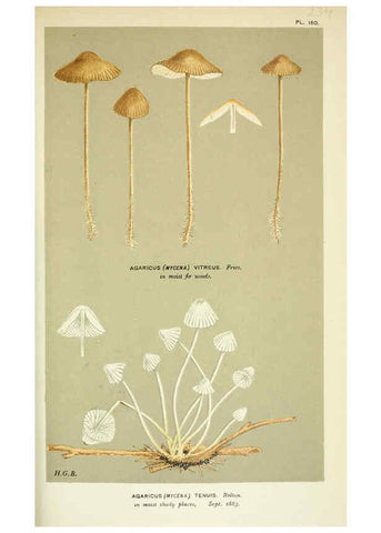 Reproducción/Reproduction 6056222416: Illustrations of British fungi (Hymenomycetes) London,Williams and Norgate,1881-91