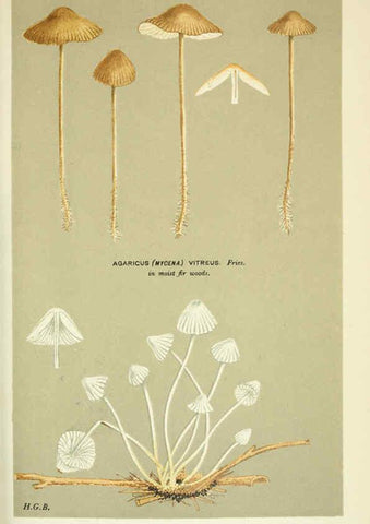 Reproducción/Reproduction 6056222416: Illustrations of British fungi (Hymenomycetes) London,Williams and Norgate,1881-91