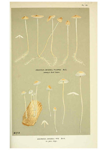 Reproducción/Reproduction 6056222636: Illustrations of British fungi (Hymenomycetes) London,Williams and Norgate,1881-91