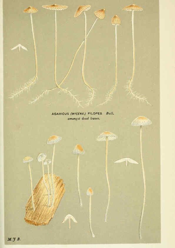 Reproducción/Reproduction 6056222636: Illustrations of British fungi (Hymenomycetes) London,Williams and Norgate,1881-91