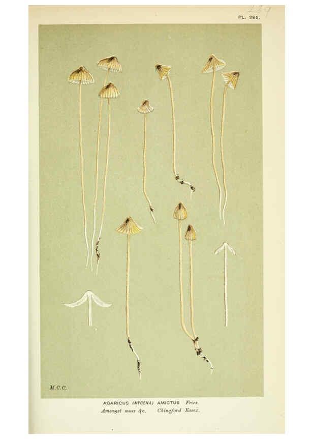 Reproducción/Reproduction 6055675811: Illustrations of British fungi (Hymenomycetes) London,Williams and Norgate,1881-91