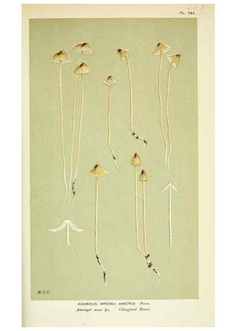 Reproducción/Reproduction 6055675811: Illustrations of British fungi (Hymenomycetes) London,Williams and Norgate,1881-91