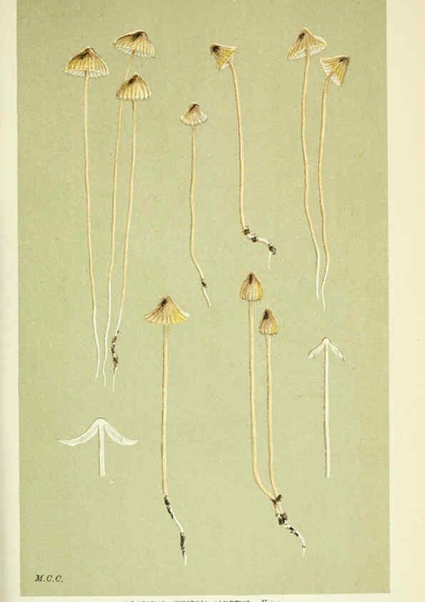Reproducción/Reproduction 6055675811: Illustrations of British fungi (Hymenomycetes) London,Williams and Norgate,1881-91