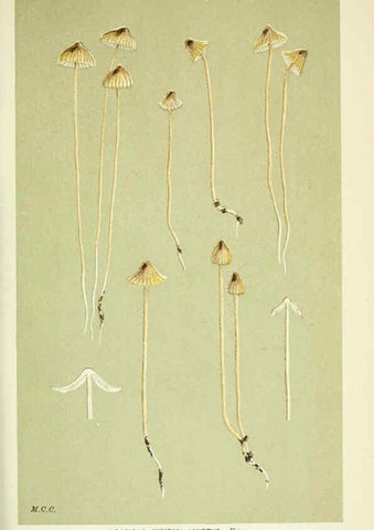 Reproducción/Reproduction 6055675811: Illustrations of British fungi (Hymenomycetes) London,Williams and Norgate,1881-91