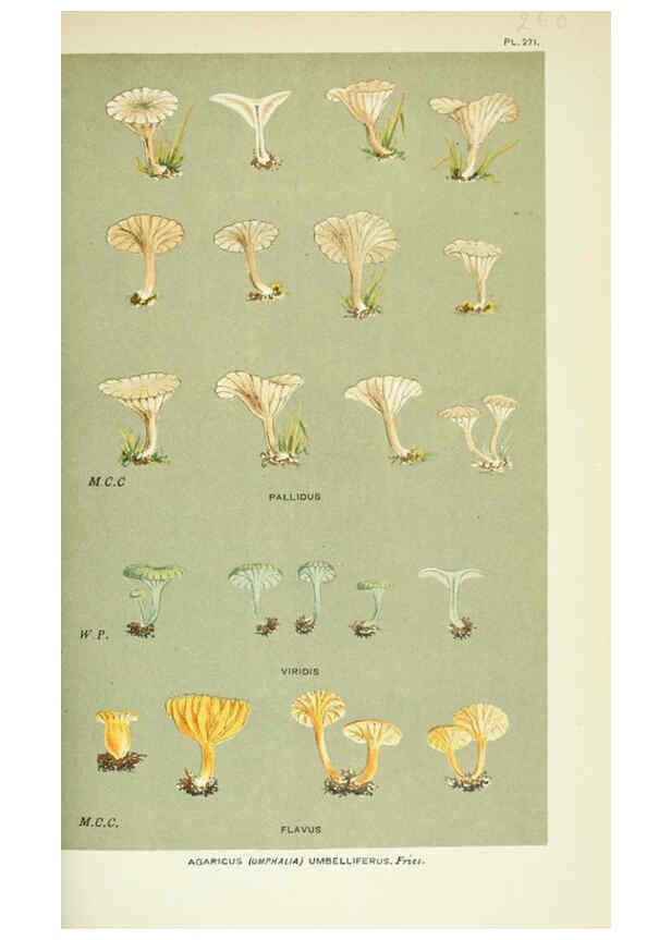 Reproducción/Reproduction 6056228958: Illustrations of British fungi (Hymenomycetes) London,Williams and Norgate,1881-91