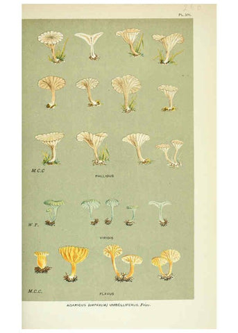Reproducción/Reproduction 6056228958: Illustrations of British fungi (Hymenomycetes) London,Williams and Norgate,1881-91