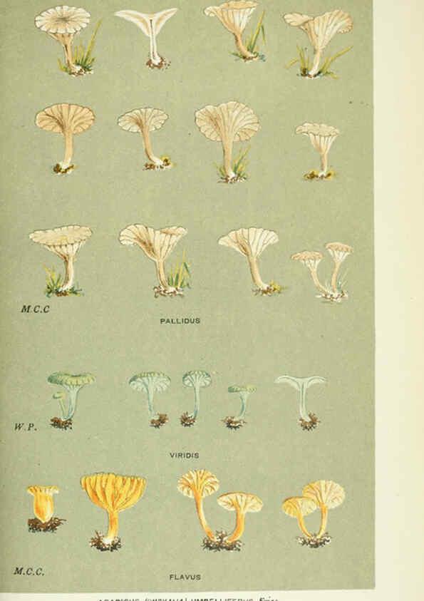 Reproducción/Reproduction 6056228958: Illustrations of British fungi (Hymenomycetes) London,Williams and Norgate,1881-91
