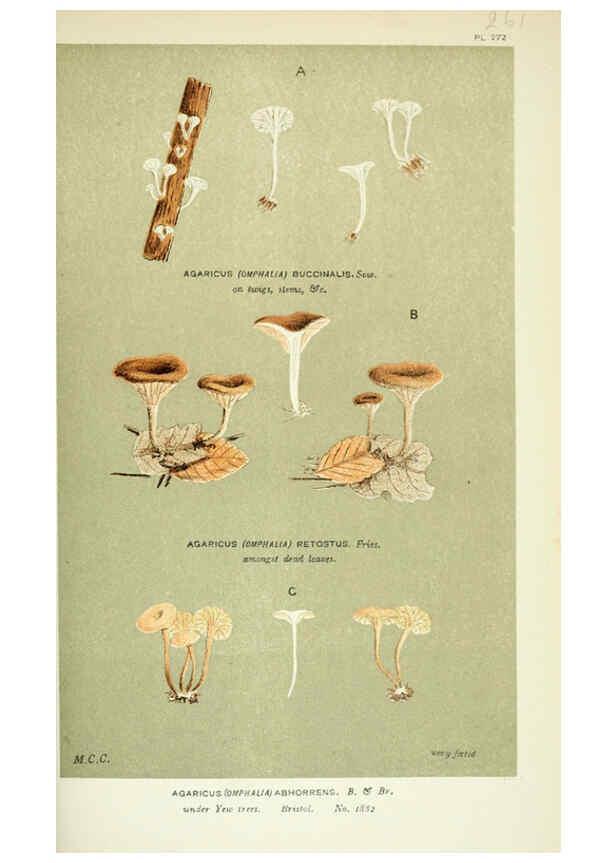 Reproducción/Reproduction 6056229406: Illustrations of British fungi (Hymenomycetes) London,Williams and Norgate,1881-91