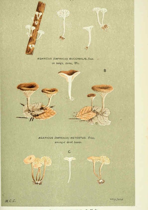Reproducción/Reproduction 6056229406: Illustrations of British fungi (Hymenomycetes) London,Williams and Norgate,1881-91