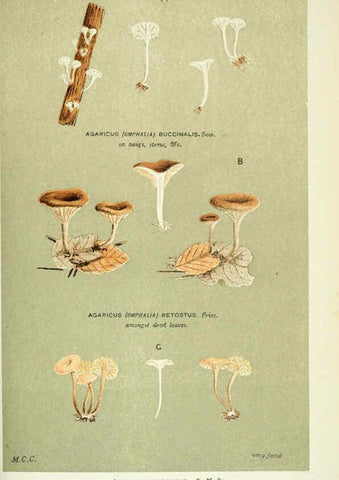 Reproducción/Reproduction 6056229406: Illustrations of British fungi (Hymenomycetes) London,Williams and Norgate,1881-91