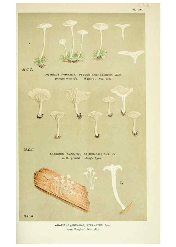 Reproducción/Reproduction 6055682375: Illustrations of British fungi (Hymenomycetes) London,Williams and Norgate,1881-91