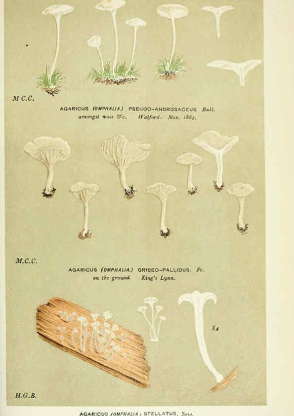 Reproducción/Reproduction 6055682375: Illustrations of British fungi (Hymenomycetes) London,Williams and Norgate,1881-91