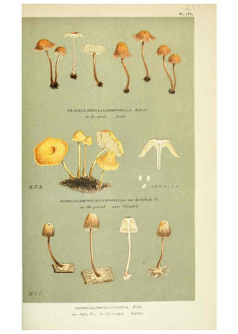Reproducción/Reproduction 6056229892: Illustrations of British fungi (Hymenomycetes) London,Williams and Norgate,1881-91