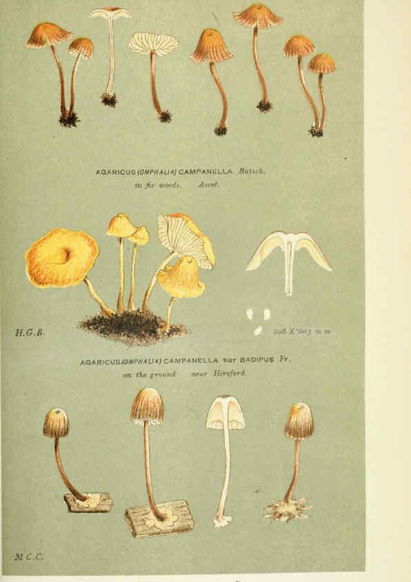 Reproducción/Reproduction 6056229892: Illustrations of British fungi (Hymenomycetes) London,Williams and Norgate,1881-91
