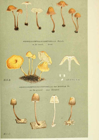 Reproducción/Reproduction 6056229892: Illustrations of British fungi (Hymenomycetes) London,Williams and Norgate,1881-91