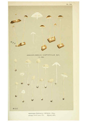 Reproducción/Reproduction 6055682765: Illustrations of British fungi (Hymenomycetes) London,Williams and Norgate,1881-91