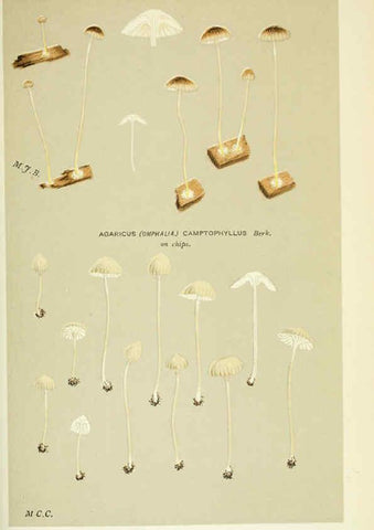 Reproducción/Reproduction 6055682765: Illustrations of British fungi (Hymenomycetes) London,Williams and Norgate,1881-91