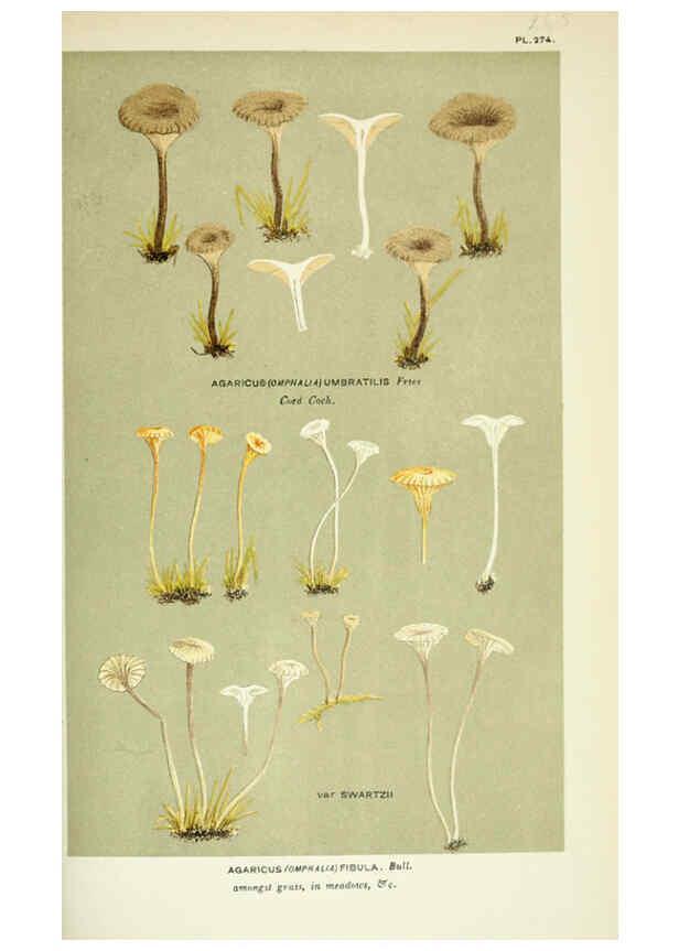 Reproducción/Reproduction 6055683023: Illustrations of British fungi (Hymenomycetes) London,Williams and Norgate,1881-91