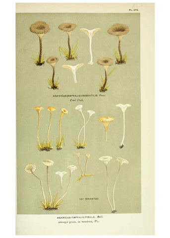 Reproducción/Reproduction 6055683023: Illustrations of British fungi (Hymenomycetes) London,Williams and Norgate,1881-91
