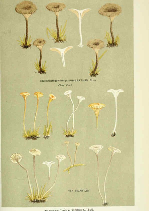 Reproducción/Reproduction 6055683023: Illustrations of British fungi (Hymenomycetes) London,Williams and Norgate,1881-91