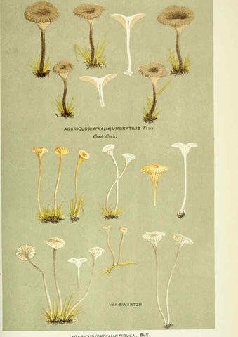 Reproducción/Reproduction 6055683023: Illustrations of British fungi (Hymenomycetes) London,Williams and Norgate,1881-91