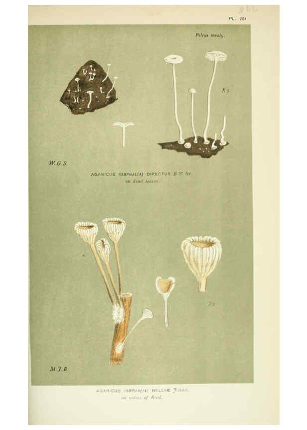 Reproducción/Reproduction 6055683343: Illustrations of British fungi (Hymenomycetes) London,Williams and Norgate,1881-91