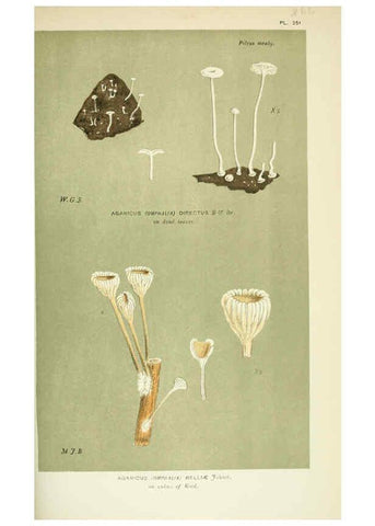 Reproducción/Reproduction 6055683343: Illustrations of British fungi (Hymenomycetes) London,Williams and Norgate,1881-91