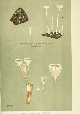 Reproducción/Reproduction 6055683343: Illustrations of British fungi (Hymenomycetes) London,Williams and Norgate,1881-91