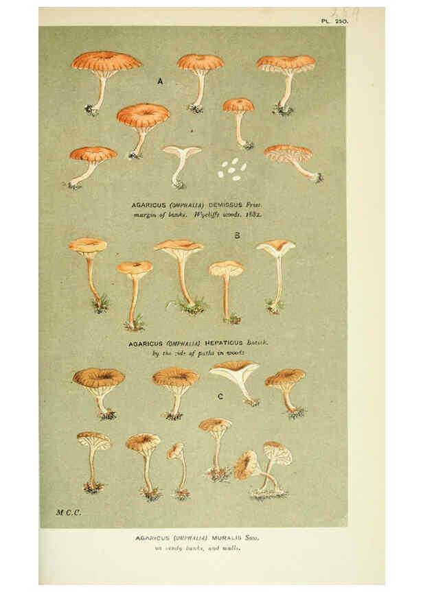 Reproducción/Reproduction 6056228664: Illustrations of British fungi (Hymenomycetes) London,Williams and Norgate,1881-91