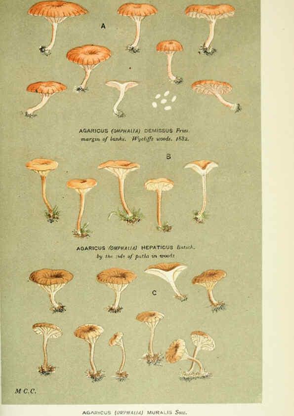 Reproducción/Reproduction 6056228664: Illustrations of British fungi (Hymenomycetes) London,Williams and Norgate,1881-91