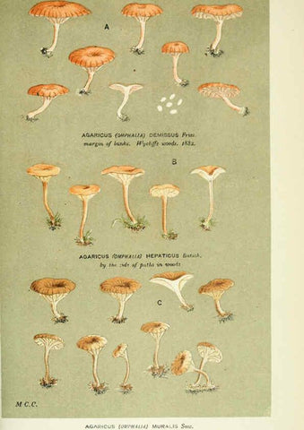 Reproducción/Reproduction 6056228664: Illustrations of British fungi (Hymenomycetes) London,Williams and Norgate,1881-91