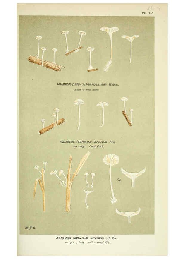 Reproducción/Reproduction 6056231158: Illustrations of British fungi (Hymenomycetes) London,Williams and Norgate,1881-91