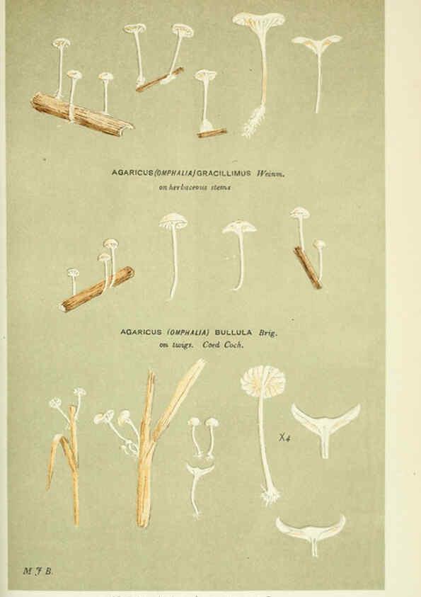 Reproducción/Reproduction 6056231158: Illustrations of British fungi (Hymenomycetes) London,Williams and Norgate,1881-91