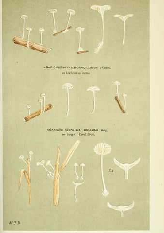 Reproducción/Reproduction 6056231158: Illustrations of British fungi (Hymenomycetes) London,Williams and Norgate,1881-91