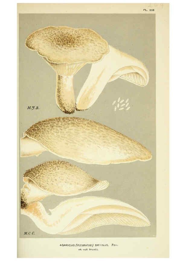 Reproducción/Reproduction 6055684471: Illustrations of British fungi (Hymenomycetes) London,Williams and Norgate,1881-91