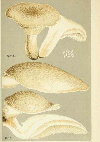 Reproducción/Reproduction 6055684471: Illustrations of British fungi (Hymenomycetes) London,Williams and Norgate,1881-91