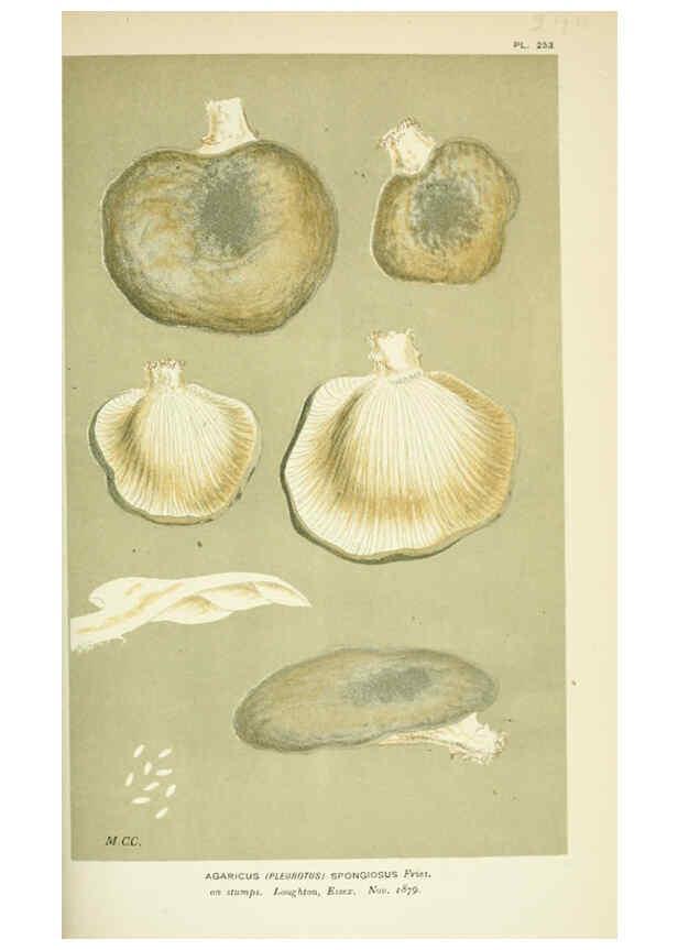 Reproducción/Reproduction 6055684731: Illustrations of British fungi (Hymenomycetes) London,Williams and Norgate,1881-91