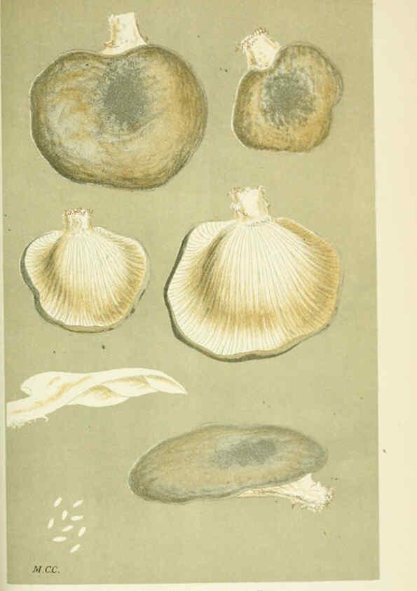 Reproducción/Reproduction 6055684731: Illustrations of British fungi (Hymenomycetes) London,Williams and Norgate,1881-91