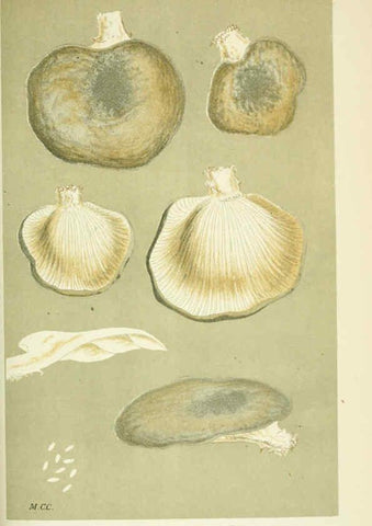 Reproducción/Reproduction 6055684731: Illustrations of British fungi (Hymenomycetes) London,Williams and Norgate,1881-91