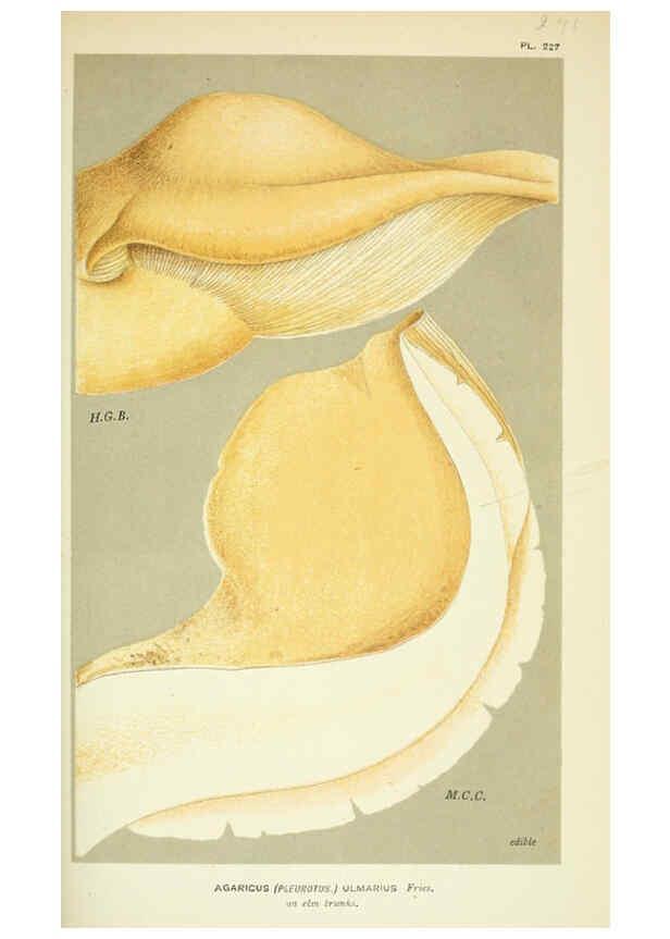 Reproducción/Reproduction 6055685021: Illustrations of British fungi (Hymenomycetes) London,Williams and Norgate,1881-91