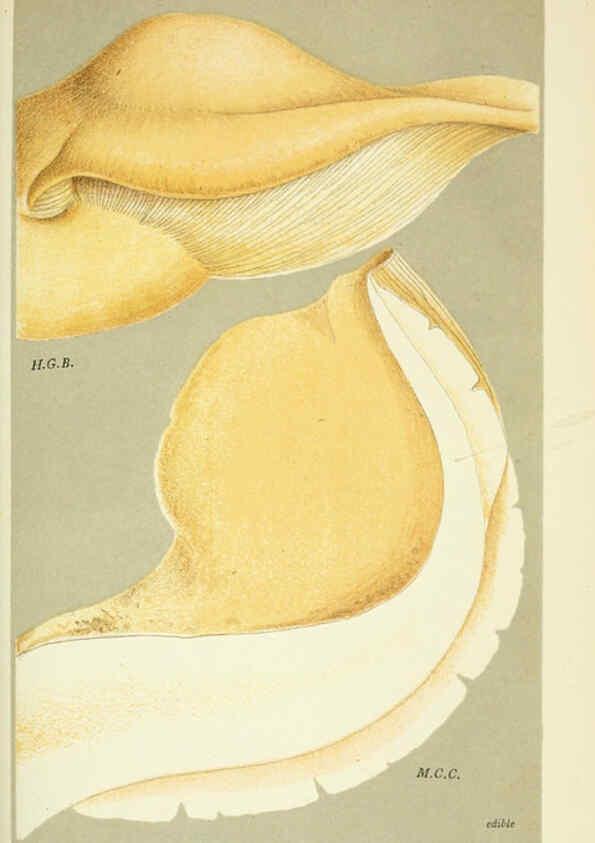 Reproducción/Reproduction 6055685021: Illustrations of British fungi (Hymenomycetes) London,Williams and Norgate,1881-91