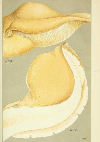 Reproducción/Reproduction 6055685021: Illustrations of British fungi (Hymenomycetes) London,Williams and Norgate,1881-91