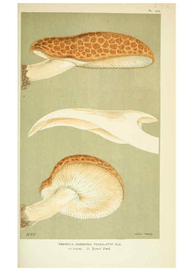 Reproducción/Reproduction 6056232392: Illustrations of British fungi (Hymenomycetes) London,Williams and Norgate,1881-91