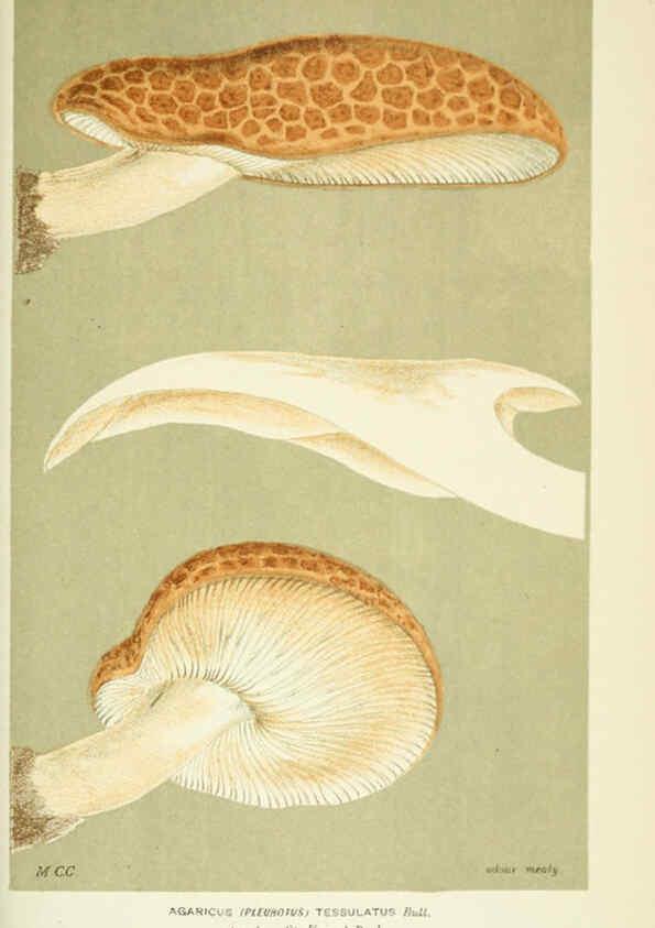 Reproducción/Reproduction 6056232392: Illustrations of British fungi (Hymenomycetes) London,Williams and Norgate,1881-91