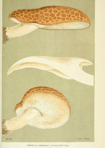 Reproducción/Reproduction 6056232392: Illustrations of British fungi (Hymenomycetes) London,Williams and Norgate,1881-91